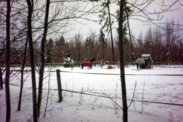一匹马在雪地里走图片下载