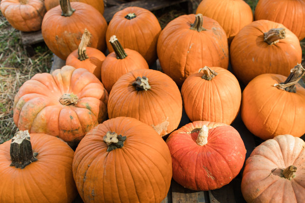 南佛罗里达户外南瓜园的南瓜和葫芦图片下载