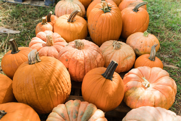 南佛罗里达户外南瓜园的南瓜和葫芦图片下载