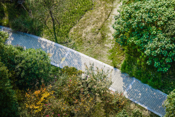 阳光下的小草图片下载