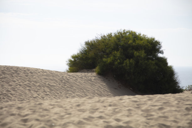 帕塔拉沙丘，土耳其的主要旅游景点。图片下载