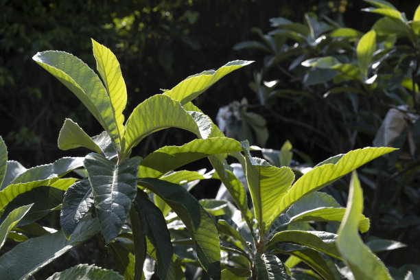 枇杷叶是中草药图片下载