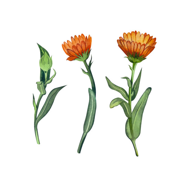 手绘水彩金盏花在明亮的橙色在白色的背景。适用于标签设计、天然化妆品、香薰、请柬。图片下载