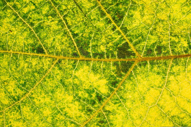 微距照片的秋天绿色黄色的树叶，自然纹理作为自然背景。背景特写的绿叶纹理带纹路，秋高气爽，自然之美。图片下载