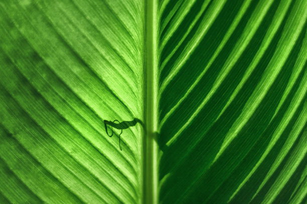 美丽的新鲜绿叶宏特写。一片大绿叶的细节。图片下载