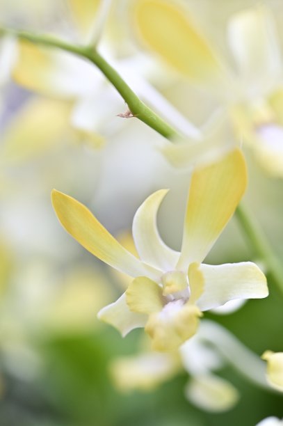 台湾兰花之美。图片下载