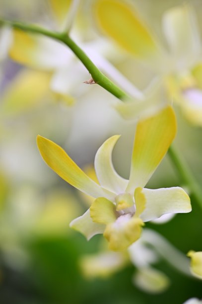 台湾兰花之美。图片下载