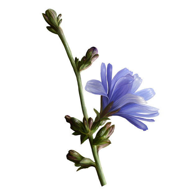 菊苣草本植物花和茎的写实图像图片下载