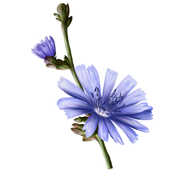 花植物菊苣特写，插图在白色背景图片下载