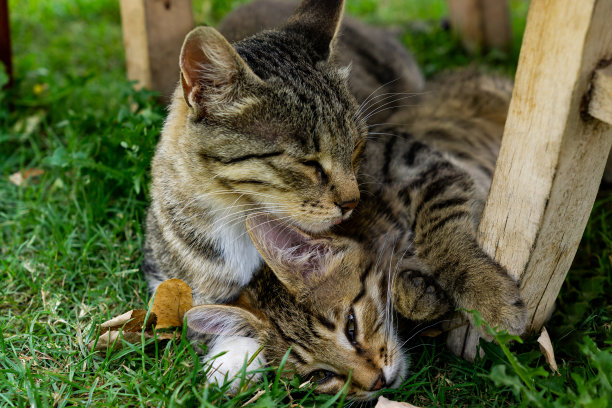 可爱的照片，两只猫躺在草地上拥抱图片下载