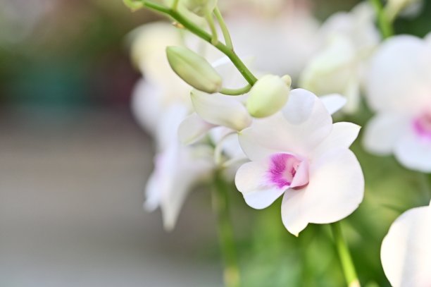 台湾兰花之美。图片下载