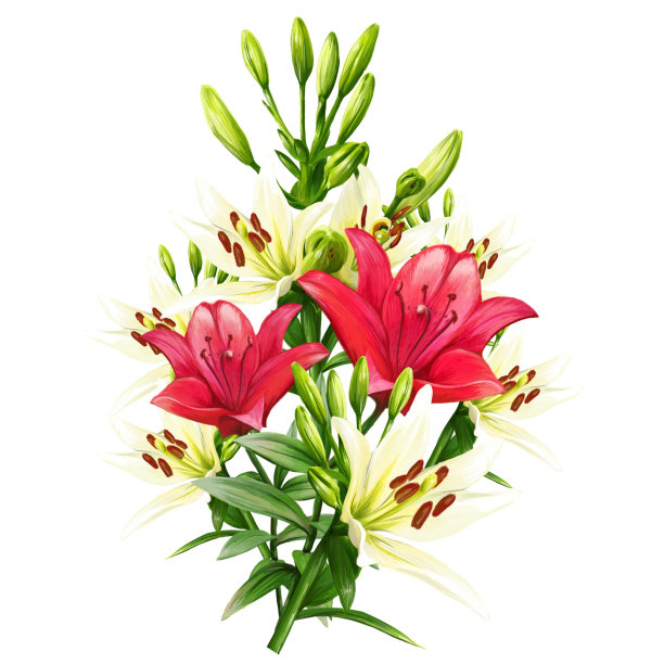 花束五彩百合花，黄花菜插图图片下载