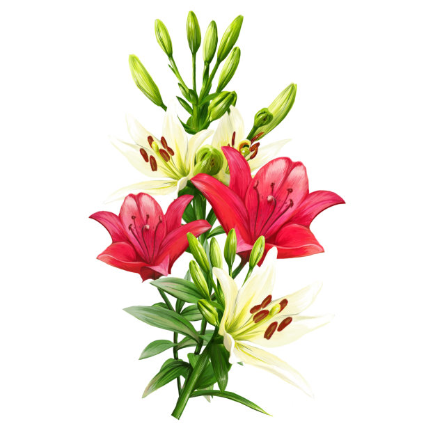 花束五彩百合花，黄花菜插图图片下载