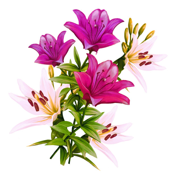 花束五彩百合花，黄花菜插图图片下载