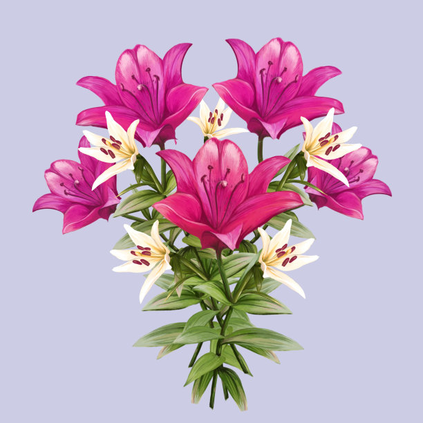 花束五彩百合花，黄花菜插图图片下载