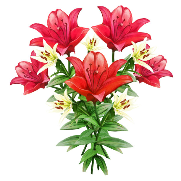 红百合花束插图图片下载