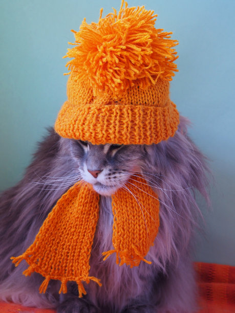 戴着橙色帽子的灰色大猫图片下载