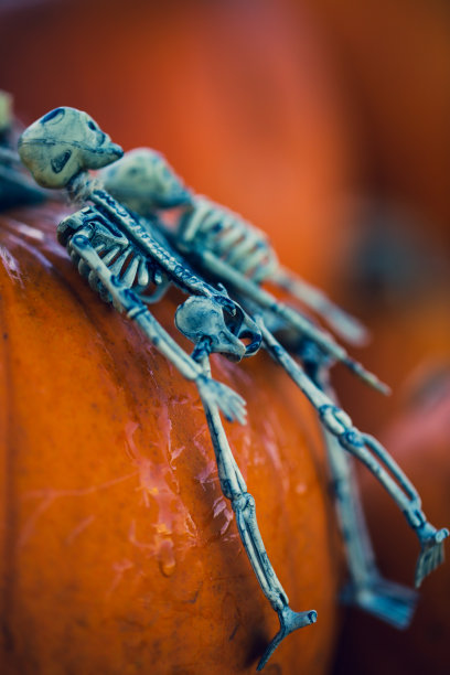 骷髅躺在南瓜上万圣节明信片搞笑派对邀请函图片下载