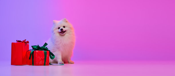节日快乐。可爱美丽的白色博美犬斯皮兹坐在节日的盒子旁边，在霓虹灯的粉色紫色渐变背景中隔离。圣诞快乐的概念图片下载
