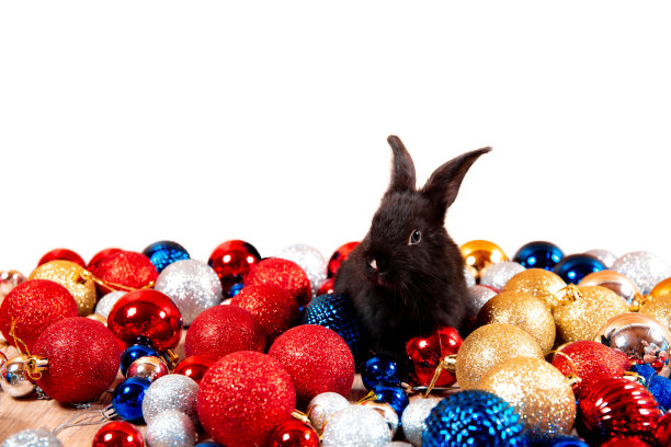 黑兔子坐在红色、蓝色和白色的圣诞球中间，这些球被孤立在白色的背景上。根据东方历法，兔是2023年的象征。新年礼物。各国国旗的颜色图片下载