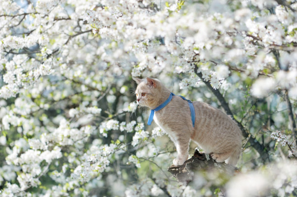 侧视图一只小猫站在盛开的樱桃树枝上图片下载