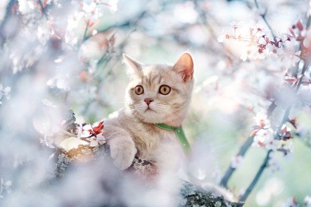 小猫坐在盛开的樱桃树上图片下载
