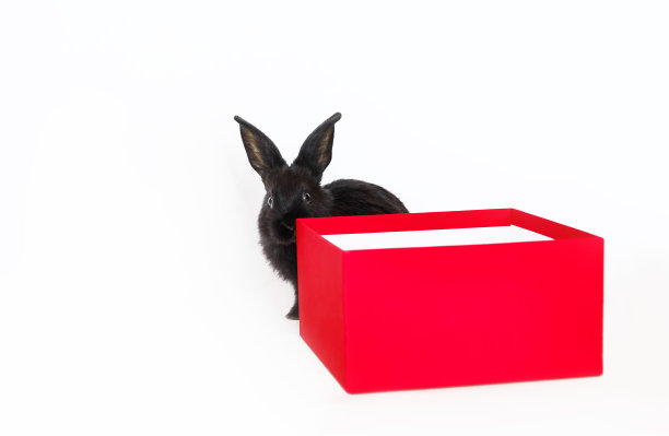 小黑兔坐在白色背景的红色礼品盒里。兔子图片下载