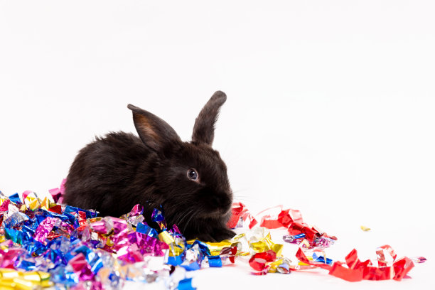 一只黑色的兔子坐在白色背景的五彩纸屑中。根据东方历法，兔是2023年的象征。圣诞节和新年的节日礼物。明信片。美丽的动物图片下载