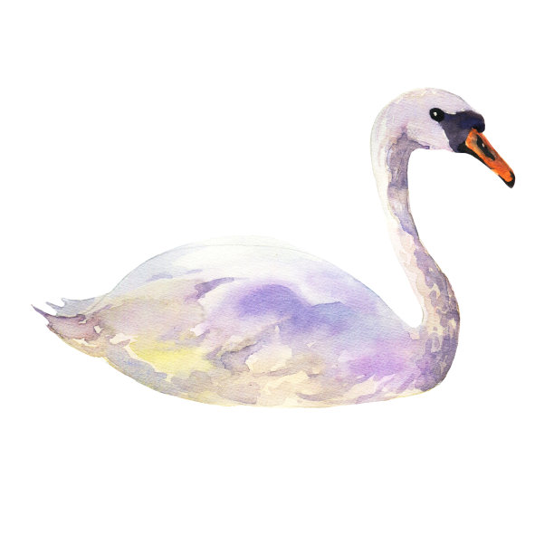 水彩天鹅在孤立的白色背景图片下载