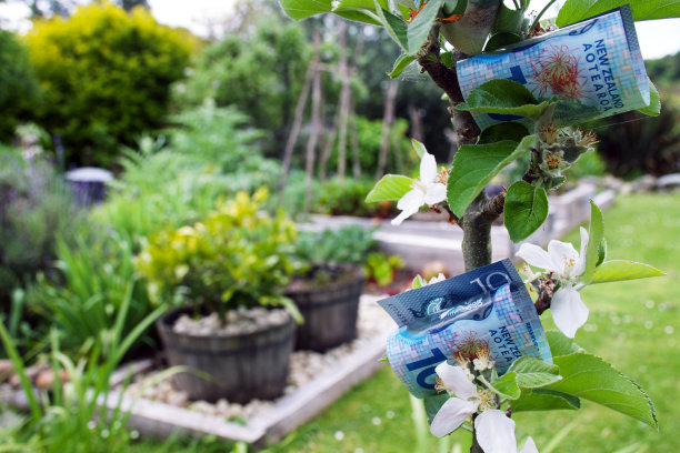 赚钱种植农产品概念(纽元)图片下载