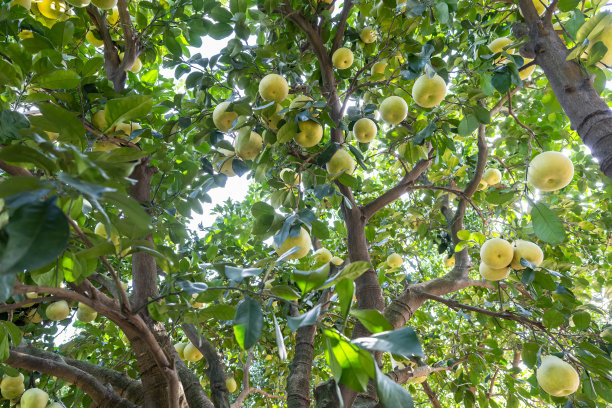 有机果园里种满了成熟的柚子图片下载