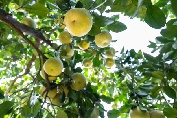 有机果园里种满了成熟的柚子图片下载
