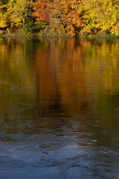 秋叶倒映在河水上。图片下载