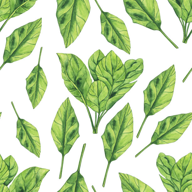 水彩菠菜无缝模式的白色背景。草木手绘插画。用来做沙拉的新鲜绿叶。健康的食物图片下载