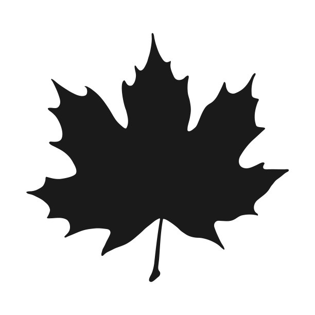 轮廓枫。手绘秋季矢量插图。图片下载