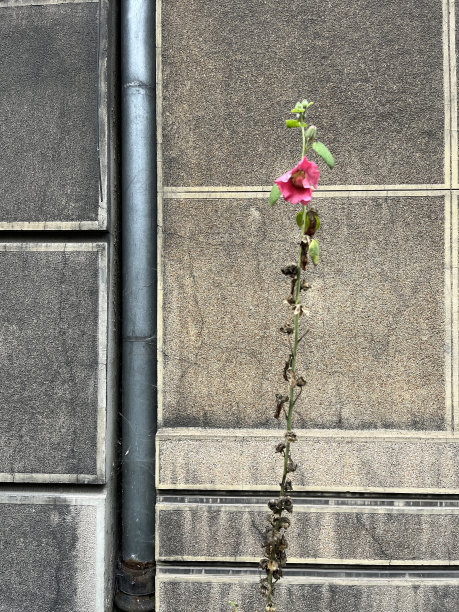家里花园里的花图片下载