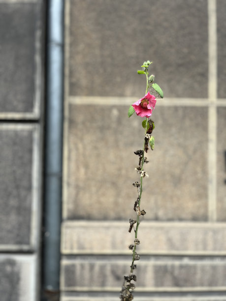家里花园里的花图片下载
