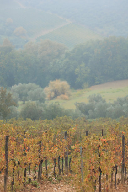 雾蒙蒙的托斯卡纳乡村葡萄园自然图片下载