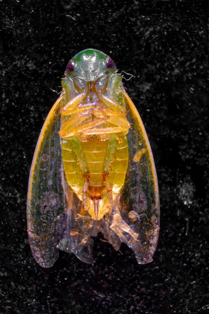 死亡巨峰图片下载