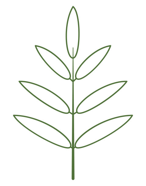 树枝和树叶。一枝一枝，造型对称，轮廓平坦。绿色的颜色。笔直的树枝，轮廓分明的树叶。用于创建矢量笔刷。花朵图标隔离在透明背景上。图片下载