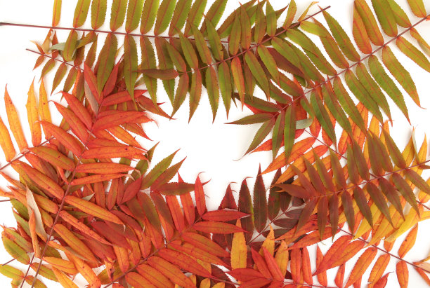 秋叶的白杨树背景。图片下载