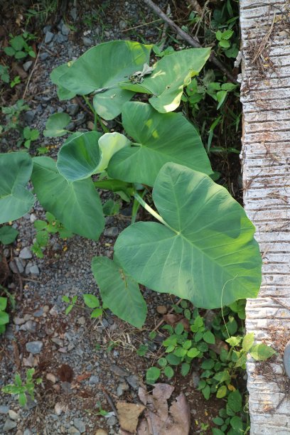 芋头一种绿色植物，叶宽，呈心形，称为芋头图片下载