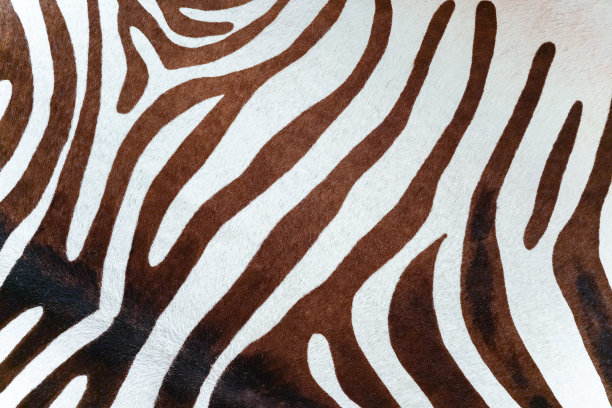 原始背景图像与天然斑马皮肤。图片下载