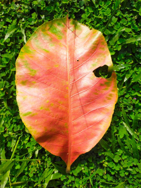 一片色彩斑斓的秋叶孤立在绿草的背景上图片下载