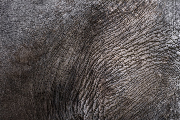非洲象的皮肤纹理特写。成年大象的皮肤，皱纹和不规则。图片下载