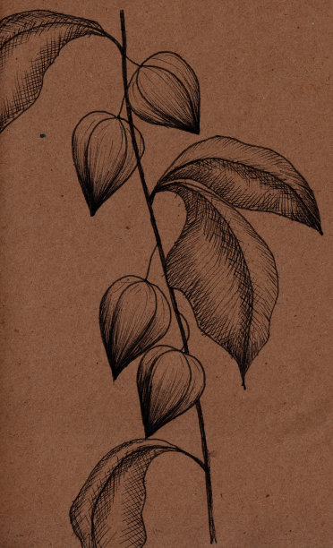 工艺酸浆属图片下载