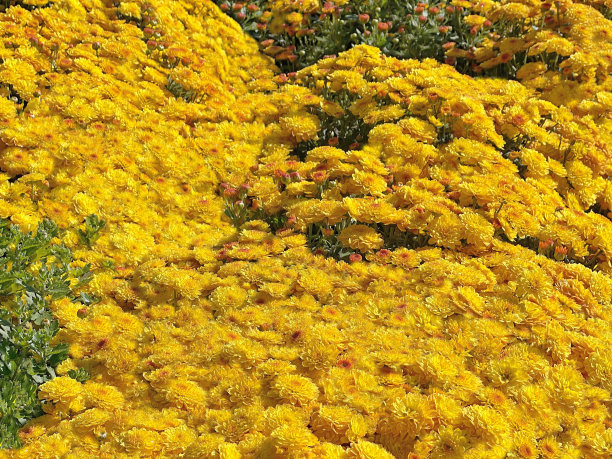 菊花在花坛里开着黄色的花。图片下载