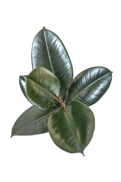 室内焦点在一个白色背景上的锅，俯视图图片下载