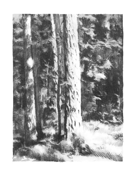 树林里的早晨。温暖的夏日阳光灿烂。草图图片下载