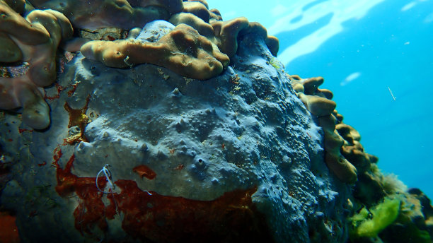 沐浴海绵海绵(海绵)officinalis海底，爱琴海图片下载